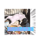 パグちゃんのネネ（個別スタンプ：14）