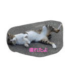 わたしのスタンプよんっ（個別スタンプ：1）