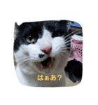 わたしのスタンプよんっ（個別スタンプ：3）