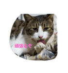 わたしのスタンプよんっ（個別スタンプ：8）