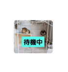 今日のモル1（個別スタンプ：2）