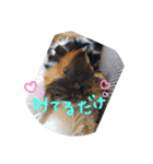 今日のモル1（個別スタンプ：3）
