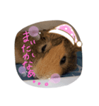 今日のモル1（個別スタンプ：8）