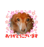チワックスのクッキーちゃんVersion.2（個別スタンプ：1）