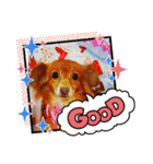 チワックスのクッキーちゃんVersion.2（個別スタンプ：5）