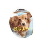 チワックスのクッキーちゃんVersion.2（個別スタンプ：9）