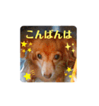 チワックスのクッキーちゃんVersion.2（個別スタンプ：11）