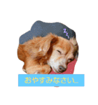 チワックスのクッキーちゃんVersion.2（個別スタンプ：12）