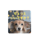 チワックスのクッキーちゃんVersion.2（個別スタンプ：14）