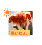 チワックスのクッキーちゃんVersion.2（個別スタンプ：19）