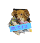 チワックスのクッキーちゃんVersion.2（個別スタンプ：20）