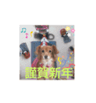 チワックスのクッキーちゃんVersion.2（個別スタンプ：21）