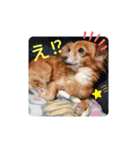チワックスのクッキーちゃんVersion.2（個別スタンプ：25）
