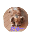 チワックスのクッキーちゃんVersion.2（個別スタンプ：26）