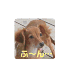 チワックスのクッキーちゃんVersion.2（個別スタンプ：28）
