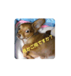 チワックスのクッキーちゃんVersion.2（個別スタンプ：31）
