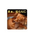 チワックスのクッキーちゃんVersion.2（個別スタンプ：33）