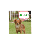 チワックスのクッキーちゃんVersion.2（個別スタンプ：34）