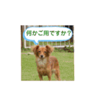 チワックスのクッキーちゃんVersion.2（個別スタンプ：35）