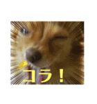 チワックスのクッキーちゃんVersion.2（個別スタンプ：37）