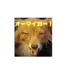 チワックスのクッキーちゃんVersion.2（個別スタンプ：38）