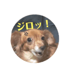チワックスのクッキーちゃんVersion.2（個別スタンプ：40）