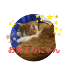 オリにゃんこ③（個別スタンプ：4）