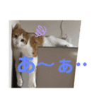 オリにゃんこ③（個別スタンプ：6）