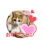 オリにゃんこ③（個別スタンプ：8）