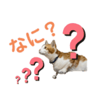 オリにゃんこ③（個別スタンプ：10）