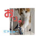オリにゃんこ③（個別スタンプ：15）