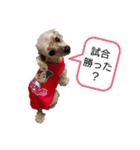 広島弁のトイプードルりゅうちゃん（個別スタンプ：3）