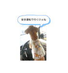 広島弁のトイプードルりゅうちゃん（個別スタンプ：13）