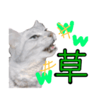 使えすぎるノアち（個別スタンプ：5）