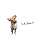 たなかの犬（個別スタンプ：3）