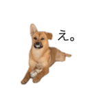 たなかの犬（個別スタンプ：6）