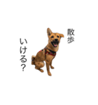 たなかの犬（個別スタンプ：8）