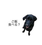 たなかの犬（個別スタンプ：9）