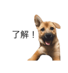たなかの犬（個別スタンプ：12）