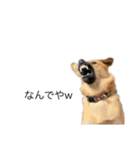 たなかの犬（個別スタンプ：13）