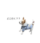 たなかの犬（個別スタンプ：16）