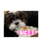 大福とモナカの日常（個別スタンプ：11）