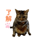 みかおか！！！（個別スタンプ：3）