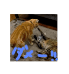 みかおか！！！（個別スタンプ：13）