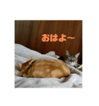 みかおか！！！（個別スタンプ：15）