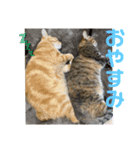 みかおか！！！（個別スタンプ：16）