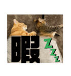 みかおか！！！（個別スタンプ：17）