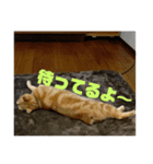 みかおか！！！（個別スタンプ：19）