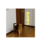 みかおか！！！（個別スタンプ：23）