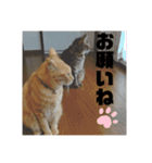 みかおか！！！（個別スタンプ：24）
